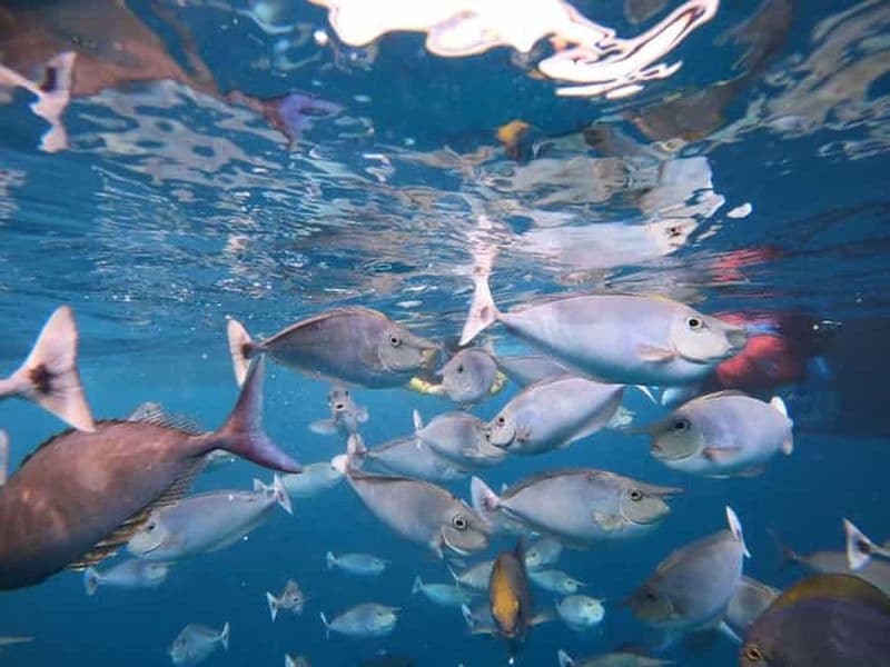 Billet Malé : aventure de plongée avec tuba en deux étapes