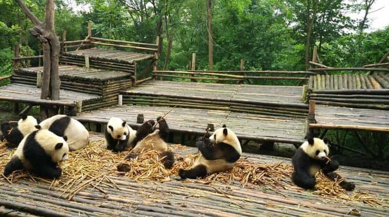 Billet Visite privée de Chengdu et de la base du Bouddha et du Panda de Leshan