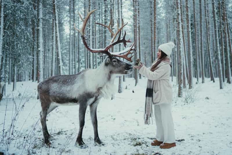 Billet Rovaniemi : Visite d'une ferme de rennes avec un photographe