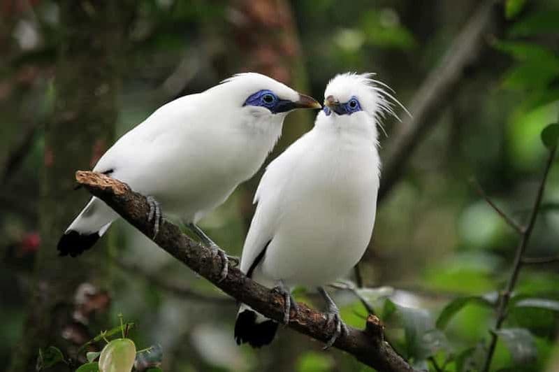 Billet Bali: Bird-Watching Walk & Jungle Zipline Adventure