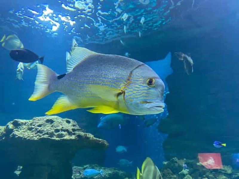 Billet Paris : Aquarium de Paris, une plongée dans les profondeurs marines