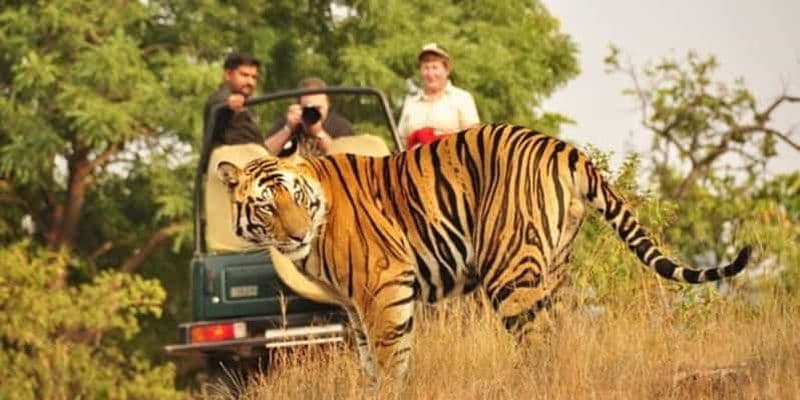 Billet Depuis Jaipur : Excursion privée dans le parc de Ranthambore avec safari de tigres