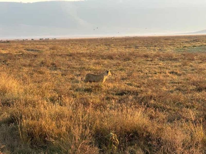 Billet Arusha : Safari de 4 jours à Tarangire, Serengeti et Ngorongoro