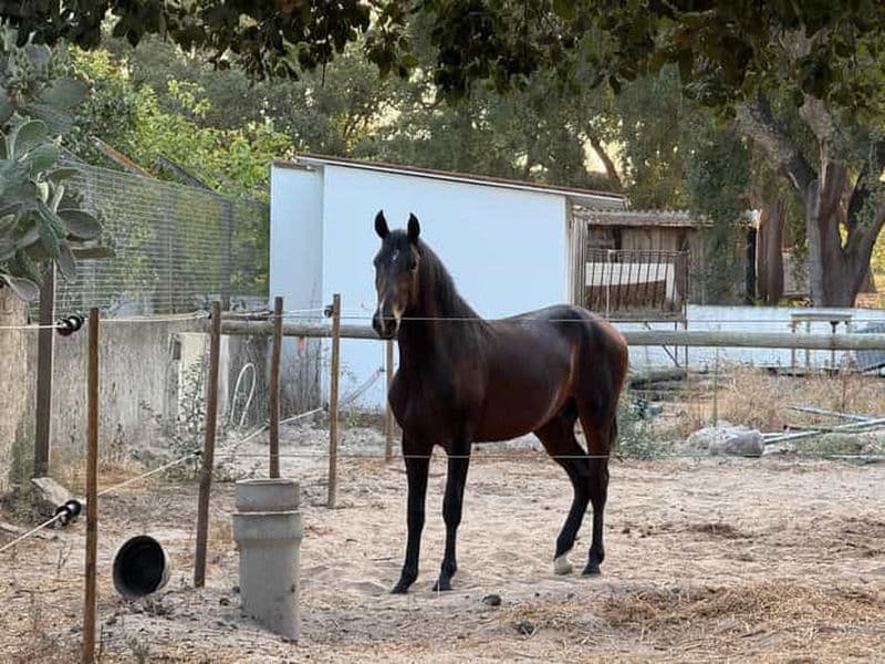 Billet Depuis Lisbonne : incroyable excursion d'une journée complète, avec promenade à cheval sur la plage