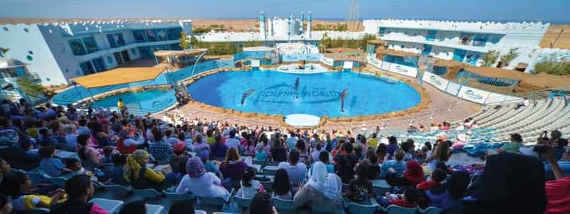Billet Hurghada : Spectacle du monde des dauphins avec les morses et le ramassage