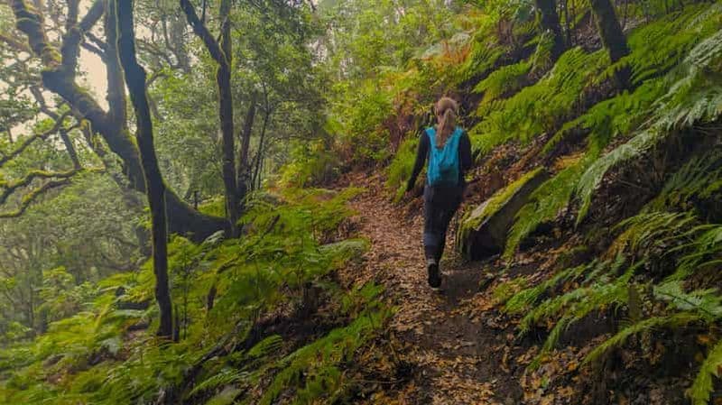 Billet Tenerife : randonnée au-dessus de Masca dans la forêt enchantée avec prise en charge