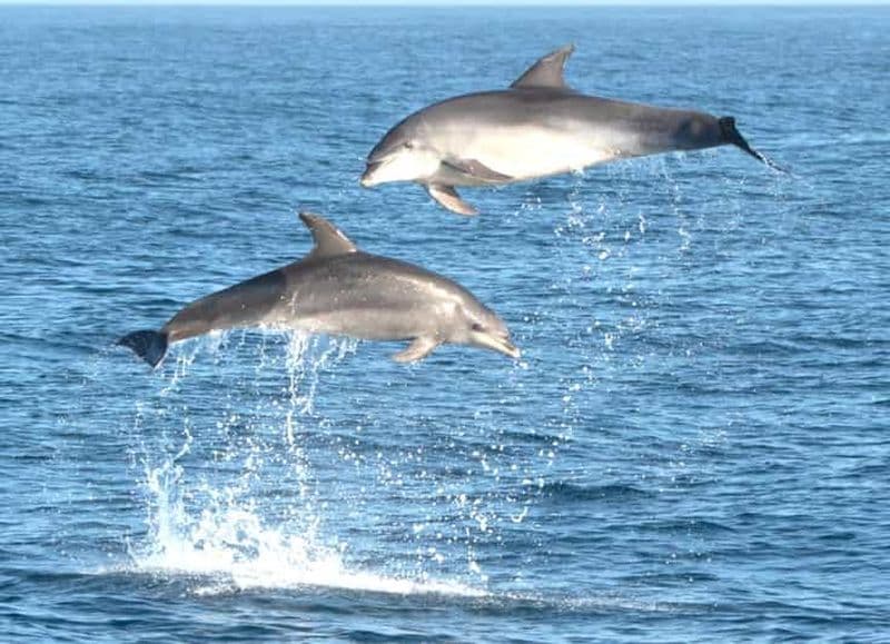 Billet Olbia : Tour en bateau pour l'observation des dauphins et la plongée en apnée près de Figarolo