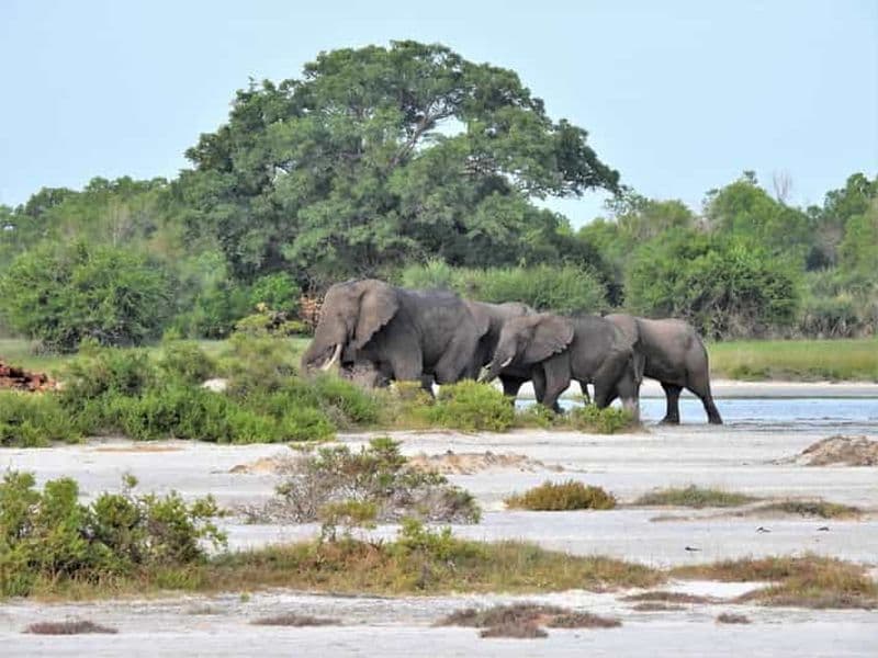 Billet Dar es Salaam : safari dans le parc national de Saadani