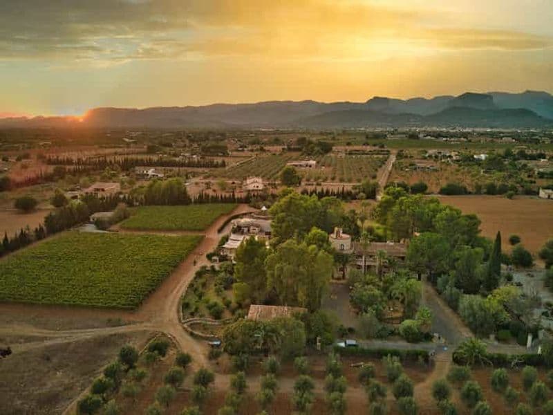 Billet Binissalem : visite individuelle des vignobles et dégustation de vin en français