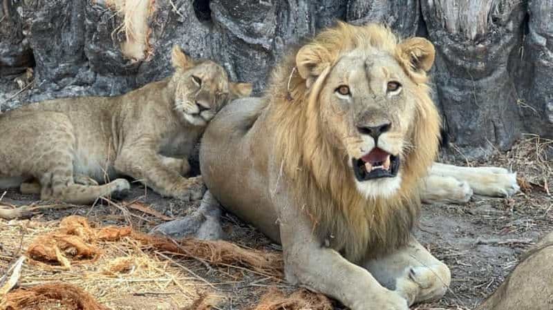 Billet Mikumi & Ruaha NP: 5-Day Safari from Dar es Salaam