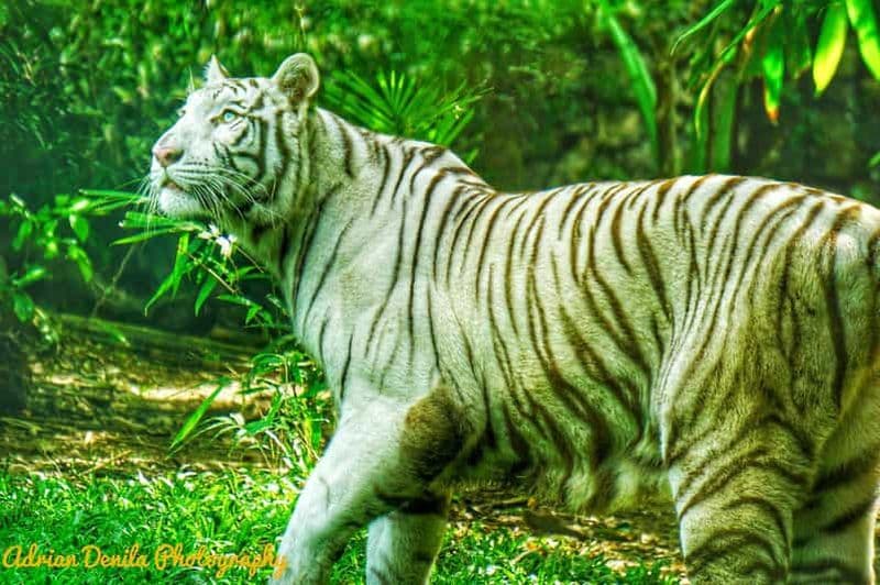 Billet Cebu Safari & Adventure Park