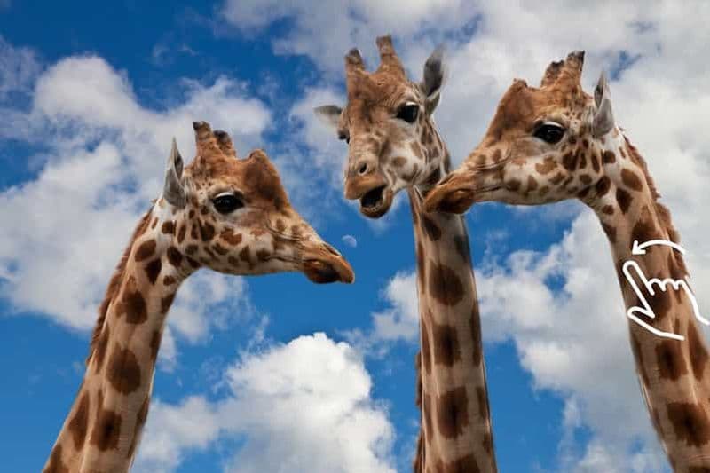 Billet Cracovie : visite du zoo avec prise en charge et retour à l'hôtel