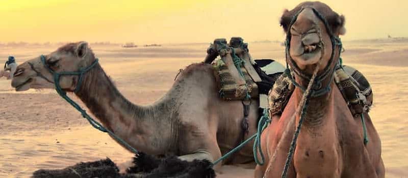 Billet Safari Jeep Star Wars d'une journée complète : Ksar Ghilane et Matmata