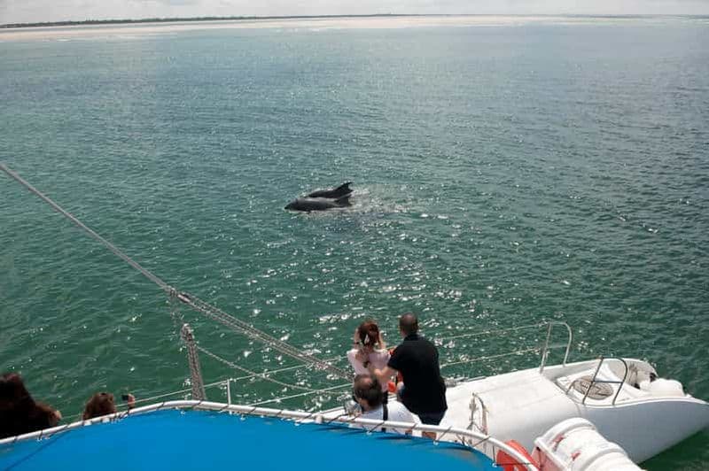 Billet Setubal & Tróia : Excursion en bateau pour observer les dauphins de l'estuaire du Sado