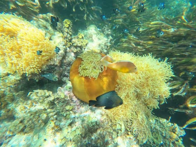 Billet Zanzibar : lagon bleu, étoile de mer, plage de Paje et grotte de Maalum