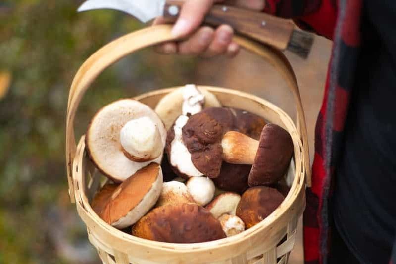 Billet Rovaniemi : cueillette et dégustation de baies sauvages et de champignons de l'Arctique