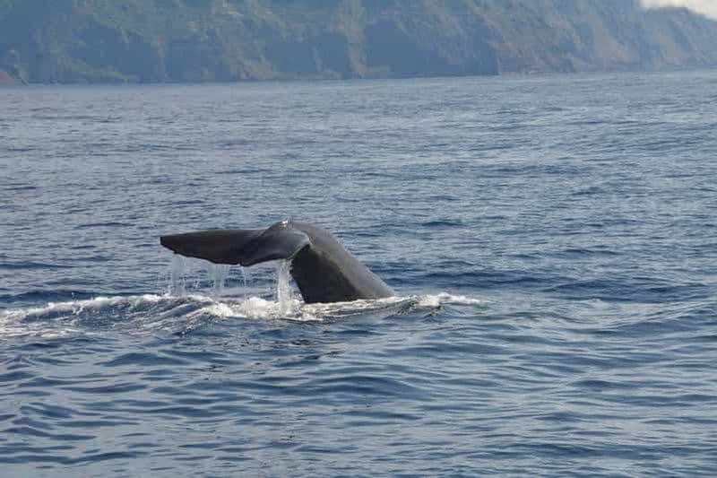 Billet Depuis Porto Moniz : Observation des baleines et des dauphins à Madère