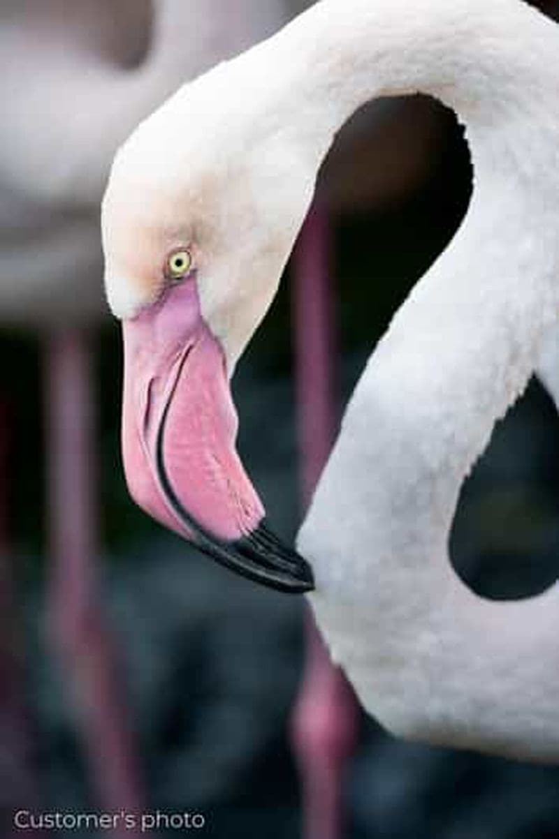 Billet Expérience de photographie d'oiseaux (matériel inclus)
