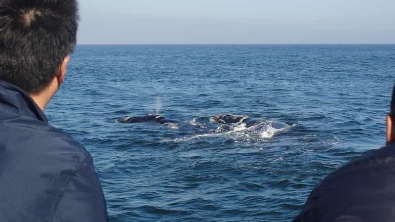 Billet Hermanus : Observation des baleines en bateau