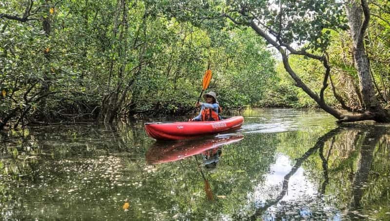 Billet Bohol : tunnels de mangroves durables et parcours en kayak pour observer les lucioles