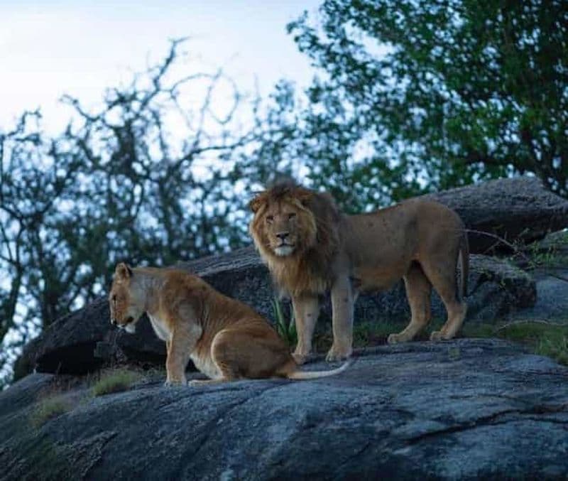 Billet Arusha : safari de 5 jours au lac Manyara, au Serengeti et au Ngorongoro