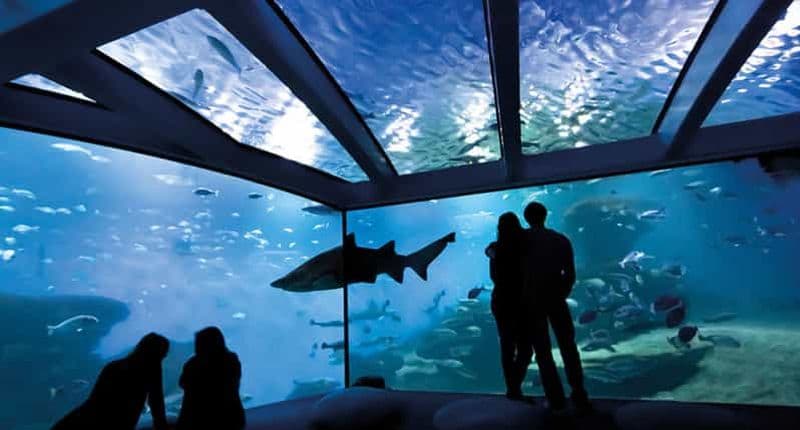 Billet Palma : Billet pour l'aquarium de Palma avec service de transfert