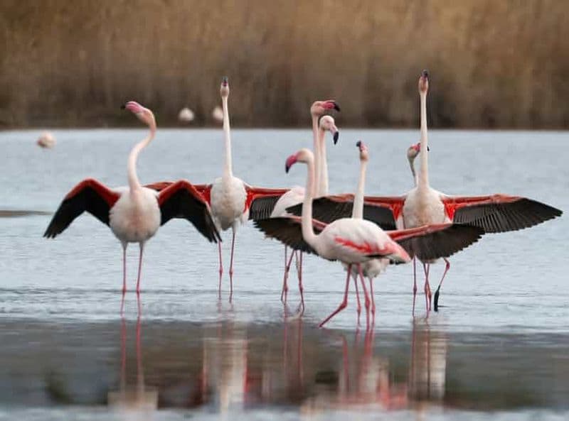 Billet Cagliari : Visite en Segway du parc naturel de Molentargius avec café
