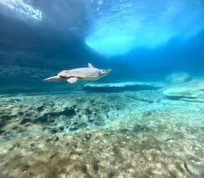 Billet Paphos : Plongée avec masque et tuba pour observer les tortues de mer, en compagnie d'un guide