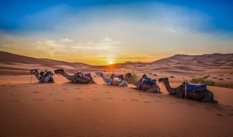 Billet Merzouga : randonnée chamelière de nuit avec planche à voile