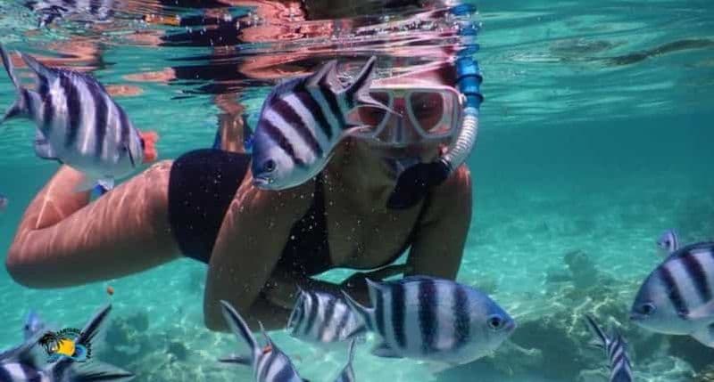 Billet Zanzibar : plongée en apnée sur l'île de Mnemba et visite des tortues de Nungwi