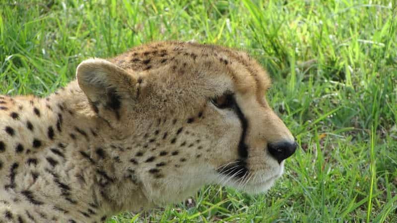 Billet Arusha : Safari de 5 jours à Tarangire, Lac Manyara et ...