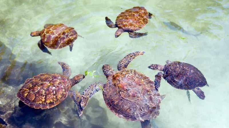 Billet MNEMBA : Dauphins, plongée avec tuba et sanctuaire des tortues marines de Nungwi