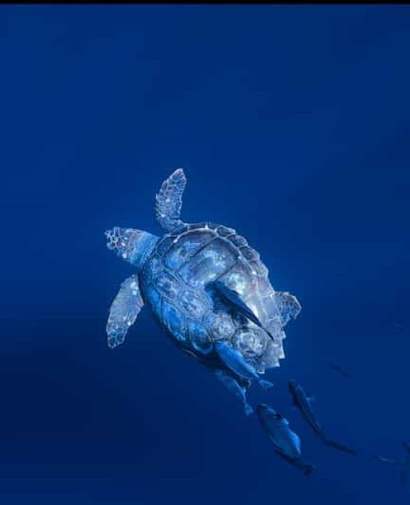 Billet Safari privé d'une journée aux Açores avec un biologiste marin