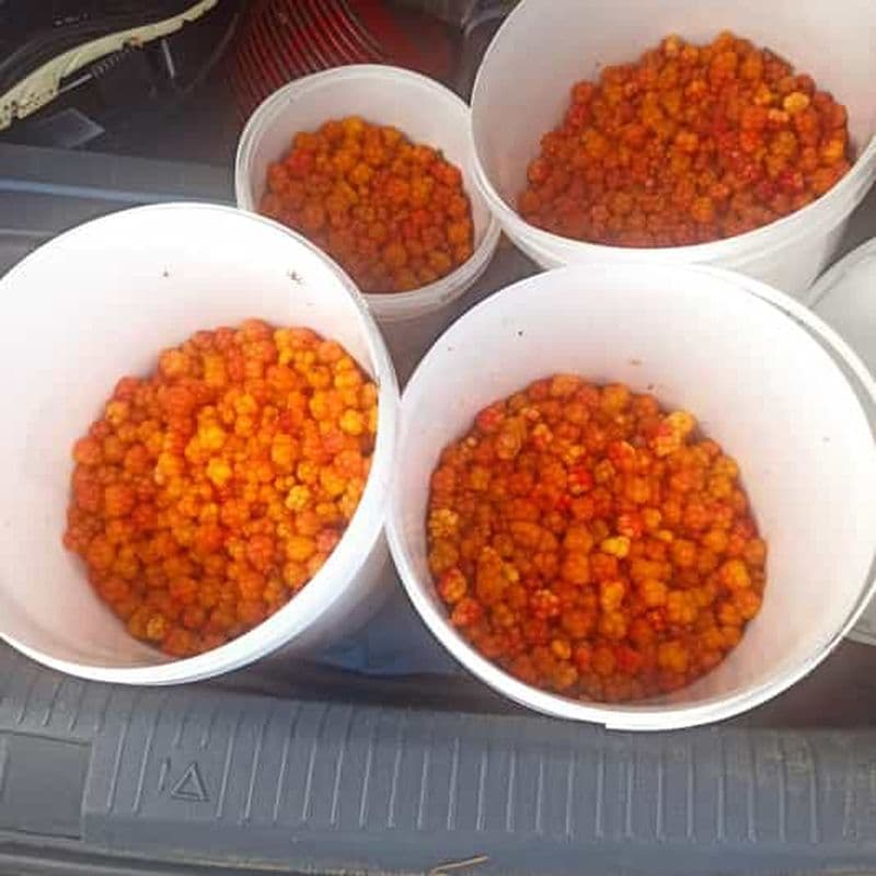 Billet Rovaniemi : excursion de cueillette de baies avec le Laavu traditionnel