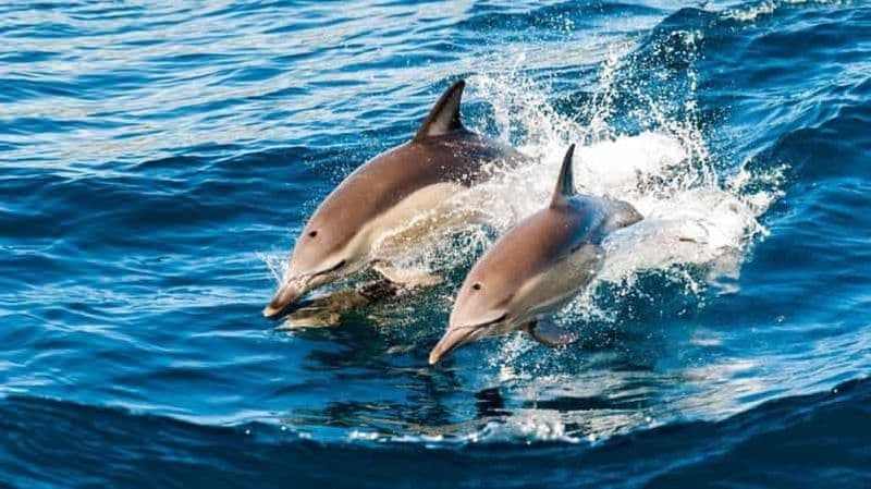 Billet Aventure en jet-ski en tandem, pause déjeuner à Zanzibar