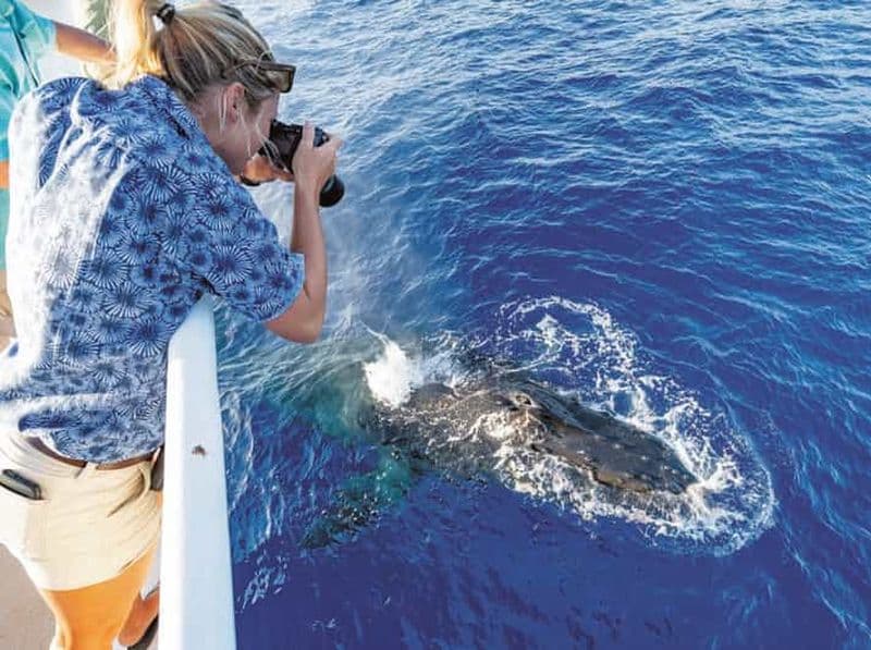 Billet Honolulu : sortie en bateau et observation de baleines à Oahu