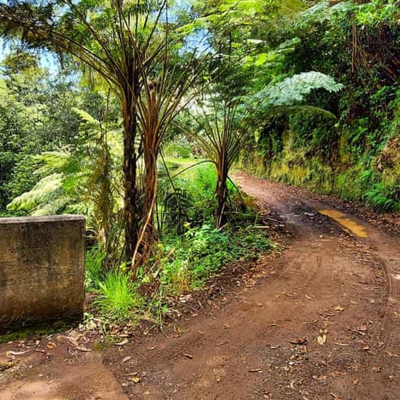 Billet Funchal : Circuit privé personnalisable en 4x4 sur l'île de Madère