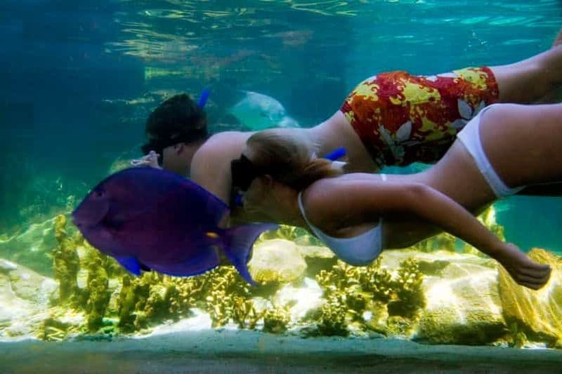 Billet Puerto Plata : Carte journalière pour le parc d'aventures Ocean World