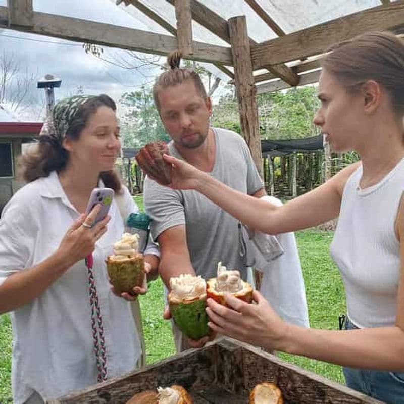 Billet Bohol : Ferme de chocolat avec visite des collines de chocolat et des tarsiers