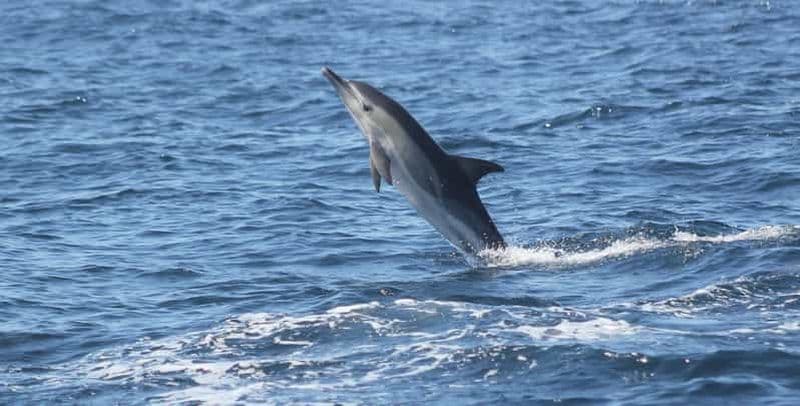 Billet Sagres : Observation des dauphins
