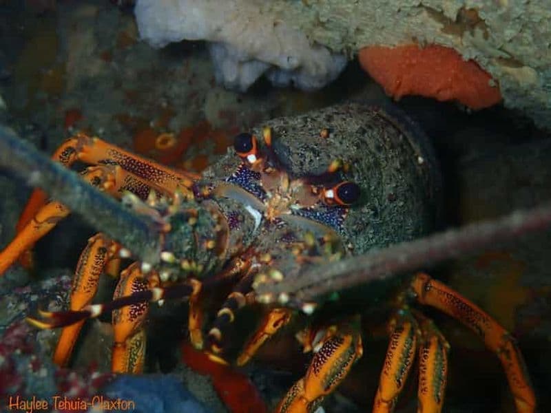 Billet Plongée en double bateau avec équipement