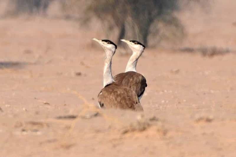 Billet Visite d'une journée dans le désert de Thar et observation des oiseaux à Jaisalmer