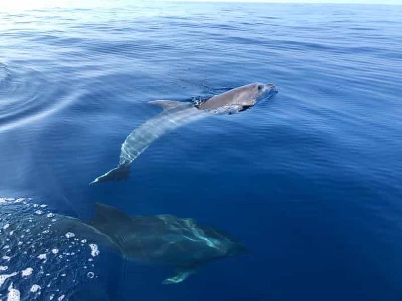 Billet Au départ de Propriano : Excursion en Jetski à Cala d'Orzu - 3 heures