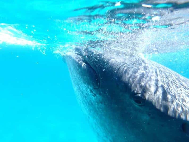 Billet Au départ de Cebu : plongée avec masque et tuba pour les requins-baleines d'Oslob et chute d'eau de Tumalog
