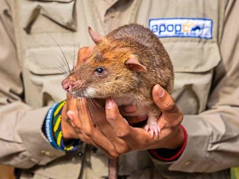 Billet Siem Reap : visite de l'APOPO en après-midi + option cirque du Phare