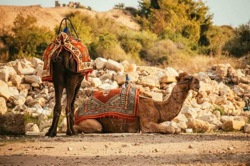 Billet Monastir : Balade à dos de chameau avec prise en charge à l'hôtel