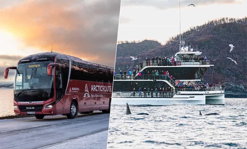 Billet Tromsø : Observation des baleines à bord d'un bateau hybride avec excursion pittoresque