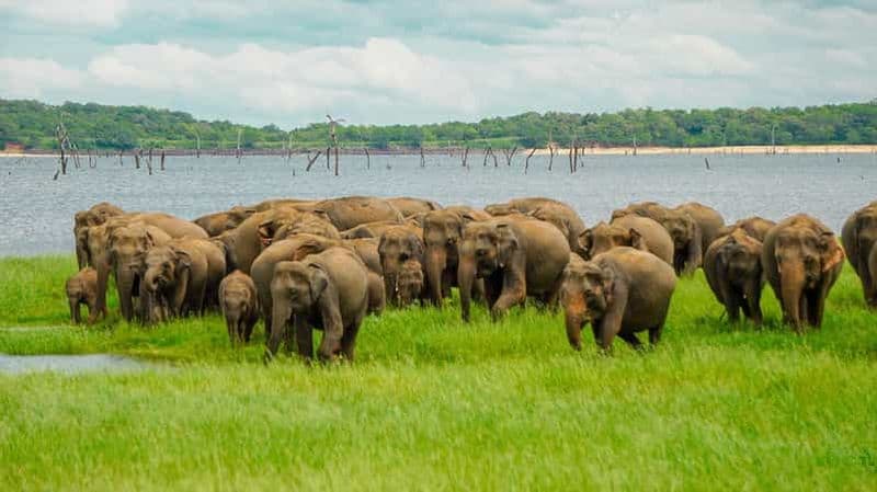 Billet Parc national de Minneriya : safari des éléphants avec un guide spécialiste
