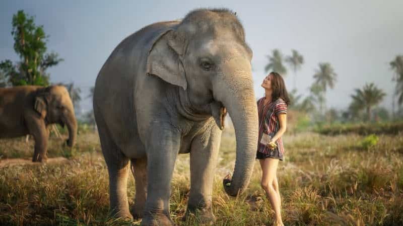 Billet Pattaya : Nourrir les éléphants dans le sanctuaire de la jungle