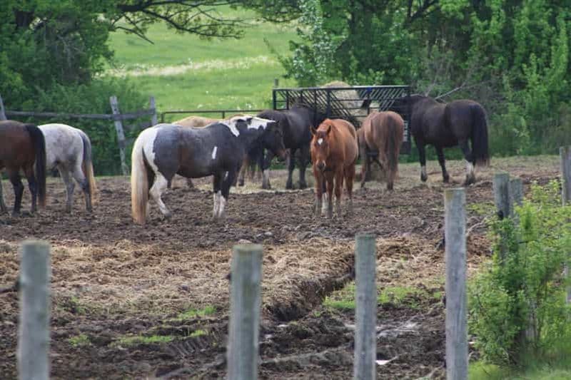 Billet Randonnée à cheval et visite du parc Bronte Creek en camping-car